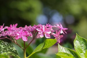 農業文化園・戸田川緑地、７月の夏の花、名古屋市中川区の観光・撮影スポットの画像と写真