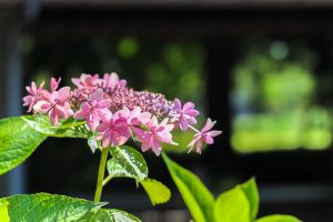 農業文化園・戸田川緑地、７月の夏の花、名古屋市中川区の観光・撮影スポットの画像と写真