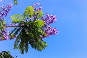 農業文化園・戸田川緑地、７月の夏の花、名古屋市中川区の観光・撮影スポットの画像と写真
