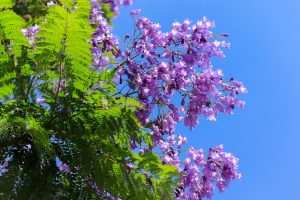 農業文化園・戸田川緑地、７月の夏の花、名古屋市中川区の観光・撮影スポットの画像と写真