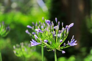 農業文化園・戸田川緑地、７月の夏の花、名古屋市中川区の観光・撮影スポットの画像と写真