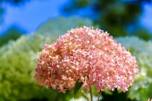 農業文化園・戸田川緑地、７月の夏の花、名古屋市中川区の観光・撮影スポットの画像と写真