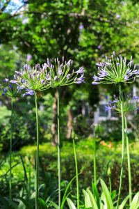 農業文化園・戸田川緑地、７月の夏の花、名古屋市中川区の観光・撮影スポットの画像と写真