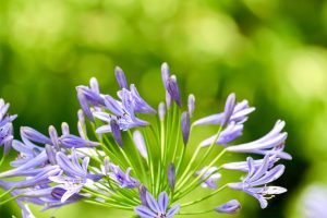 農業文化園・戸田川緑地、７月の夏の花、名古屋市中川区の観光・撮影スポットの画像と写真
