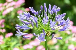 農業文化園・戸田川緑地、７月の夏の花、名古屋市中川区の観光・撮影スポットの画像と写真