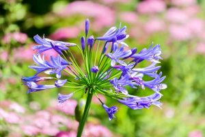 農業文化園・戸田川緑地、７月の夏の花、名古屋市中川区の観光・撮影スポットの画像と写真