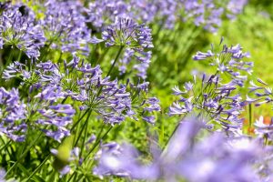 農業文化園・戸田川緑地、７月の夏の花、名古屋市中川区の観光・撮影スポットの画像と写真