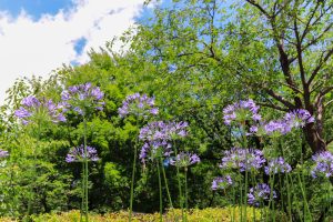 農業文化園・戸田川緑地、７月の夏の花、名古屋市中川区の観光・撮影スポットの画像と写真