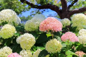 農業文化園・戸田川緑地、７月の夏の花、名古屋市中川区の観光・撮影スポットの画像と写真