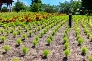 農業文化園・戸田川緑地、７月の夏の花、名古屋市中川区の観光・撮影スポットの画像と写真