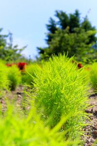 農業文化園・戸田川緑地、７月の夏の花、名古屋市中川区の観光・撮影スポットの画像と写真