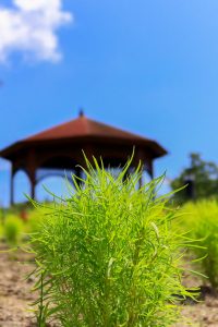農業文化園・戸田川緑地、７月の夏の花、名古屋市中川区の観光・撮影スポットの画像と写真