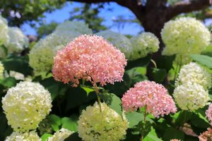 農業文化園・戸田川緑地、７月の夏の花、名古屋市中川区の観光・撮影スポットの画像と写真