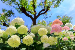 農業文化園・戸田川緑地、７月の夏の花、名古屋市中川区の観光・撮影スポットの画像と写真