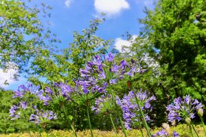農業文化園・戸田川緑地、７月の夏の花、名古屋市中川区の観光・撮影スポットの画像と写真
