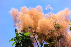 農業文化園・戸田川緑地、７月の夏の花、名古屋市中川区の観光・撮影スポットの画像と写真