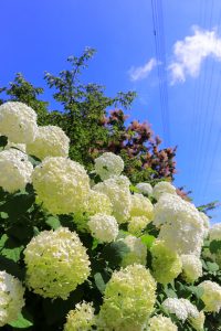農業文化園・戸田川緑地、７月の夏の花、名古屋市中川区の観光・撮影スポットの画像と写真