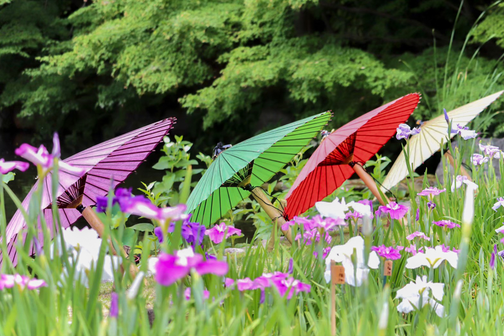 徳川園、花しょうぶ・和傘、6月夏の花、名古屋市東区の観光・撮影スポットの画像と写真