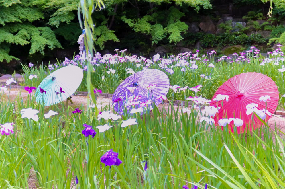 徳川園、花しょうぶ・和傘、6月夏の花、名古屋市東区の観光・撮影スポットの画像と写真
