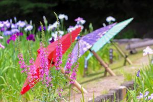 徳川園、花しょうぶ・和傘、6月夏の花、名古屋市東区の観光・撮影スポットの画像と写真
