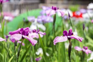 徳川園、花しょうぶ・和傘、6月夏の花、名古屋市東区の観光・撮影スポットの画像と写真