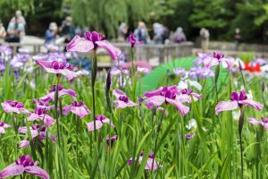 徳川園、花しょうぶ・和傘、6月夏の花、名古屋市東区の観光・撮影スポットの画像と写真