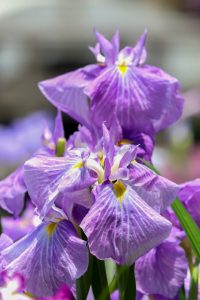 徳川園、花しょうぶ・和傘、6月夏の花、名古屋市東区の観光・撮影スポットの画像と写真