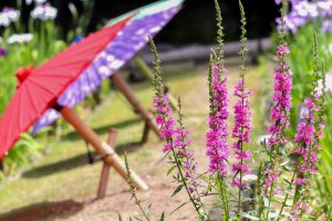 徳川園、花しょうぶ・和傘、6月夏の花、名古屋市東区の観光・撮影スポットの画像と写真