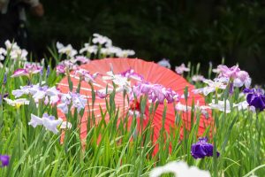 徳川園、花しょうぶ・和傘、6月夏の花、名古屋市東区の観光・撮影スポットの画像と写真