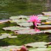 徳川園、スイレン、6月夏の花、名古屋市東区の観光・撮影スポットの画像と写真