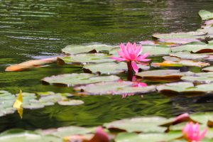 徳川園、スイレン、6月夏の花、名古屋市東区の観光・撮影スポットの画像と写真