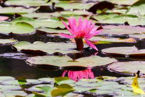 徳川園、スイレン、6月夏の花、名古屋市東区の観光・撮影スポットの画像と写真