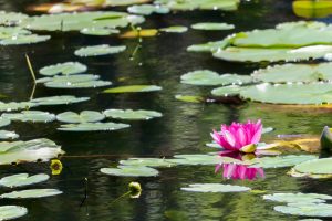 十九女池公園、スイレン、7月の夏の花、岐阜県不破郡の観光・撮影スポットの名所