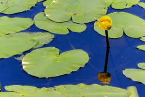 十九女池公園、スイレン、7月の夏の花、岐阜県不破郡の観光・撮影スポットの名所