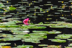 十九女池公園、スイレン、7月の夏の花、岐阜県不破郡の観光・撮影スポットの名所