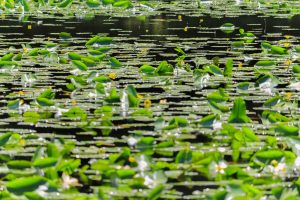 十九女池公園、スイレン、7月の夏の花、岐阜県不破郡の観光・撮影スポットの名所