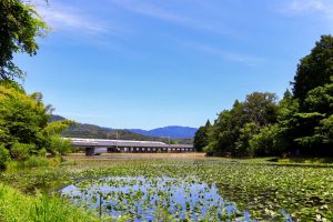 十九女池公園、スイレン、新幹線、7月の夏の花、岐阜県不破郡の観光・撮影スポットの名所