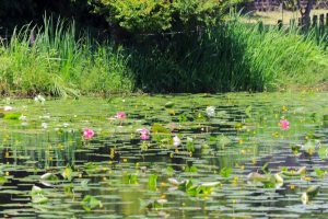十九女池公園、スイレン、7月の夏の花、岐阜県不破郡の観光・撮影スポットの名所
