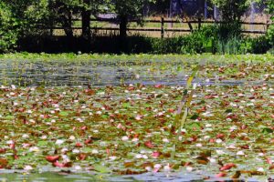 十九女池公園、スイレン、7月の夏の花、岐阜県不破郡の観光・撮影スポットの名所