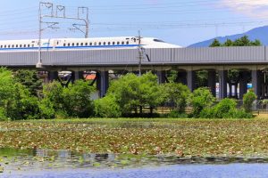 十九女池公園、スイレン、新幹線、7月の夏の花、岐阜県不破郡の観光・撮影スポットの名所