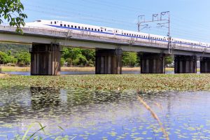 十九女池公園、スイレン、新幹線、7月の夏の花、岐阜県不破郡の観光・撮影スポットの名所