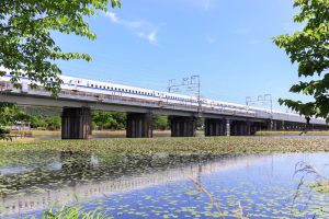十九女池公園、スイレン、新幹線、7月の夏の花、岐阜県不破郡の観光・撮影スポットの名所