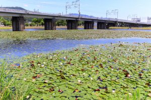 十九女池公園、スイレン、新幹線、7月の夏の花、岐阜県不破郡の観光・撮影スポットの名所