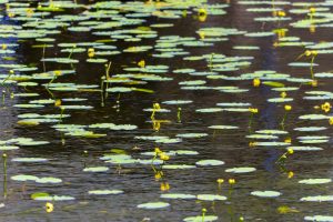 十九女池公園、スイレン、7月の夏の花、岐阜県不破郡の観光・撮影スポットの名所