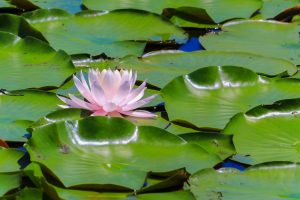 十九女池公園、スイレン、7月の夏の花、岐阜県不破郡の観光・撮影スポットの名所