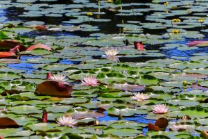 十九女池公園、スイレン、7月の夏の花、岐阜県不破郡の観光・撮影スポットの名所
