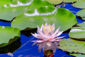 十九女池公園、スイレン、7月の夏の花、岐阜県不破郡の観光・撮影スポットの名所