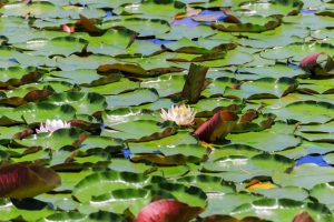 十九女池公園、スイレン、7月の夏の花、岐阜県不破郡の観光・撮影スポットの名所