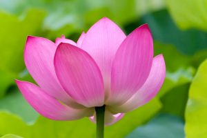 鶴舞公園、ハス、7月の夏の花、名古屋市昭和区の観光・撮影スポットの画像と写真