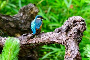 鶴舞公園、カワセミ、7月の夏の花、名古屋市昭和区の観光・撮影スポットの画像と写真